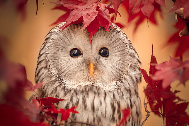 Hawk Owl Rüdiger
