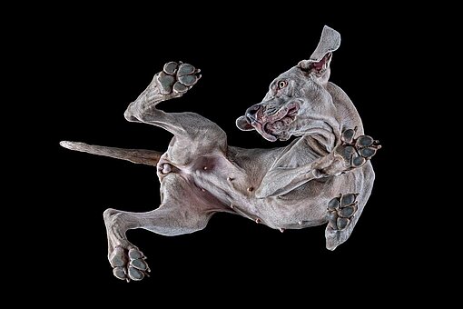 [Translate to Swiss English:] Bottom view of a hunting dog.