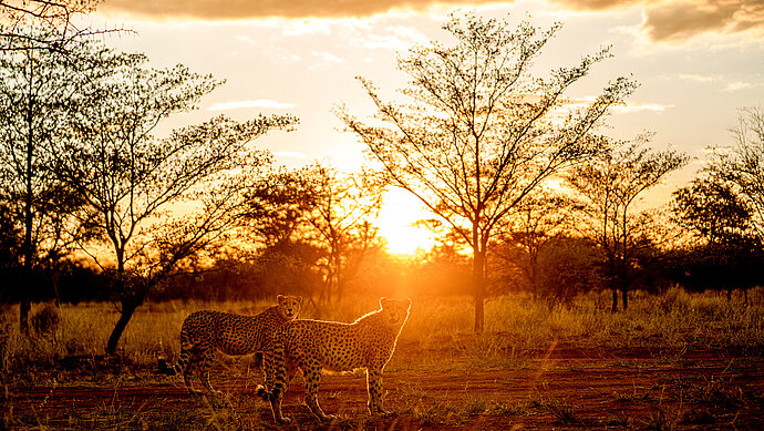 Namibia_Geparden.JPG