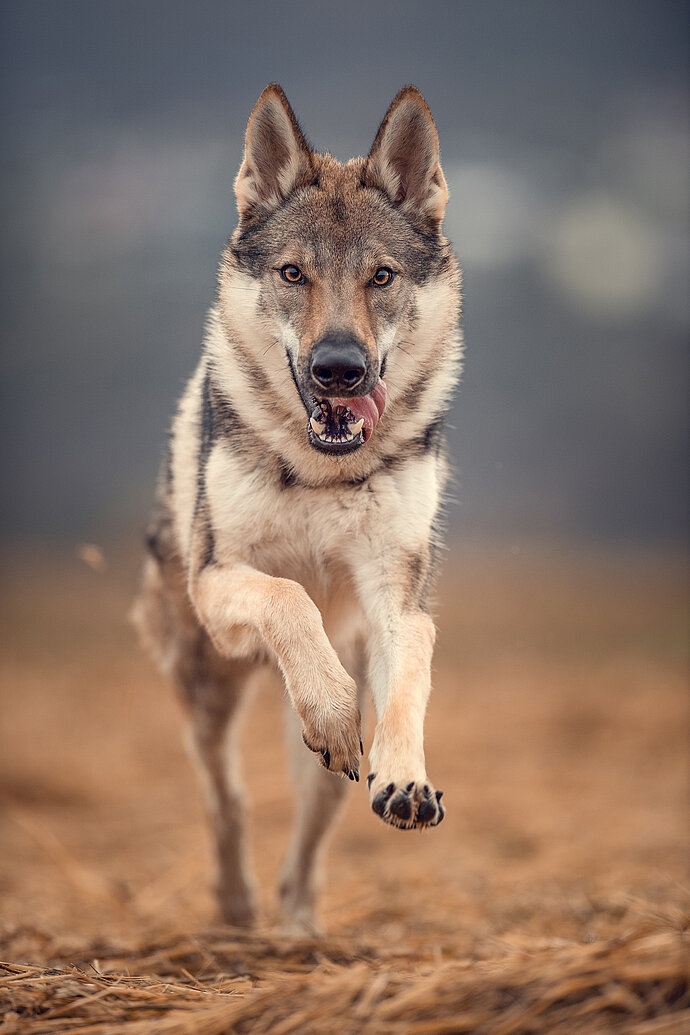 Wolfhound Dio